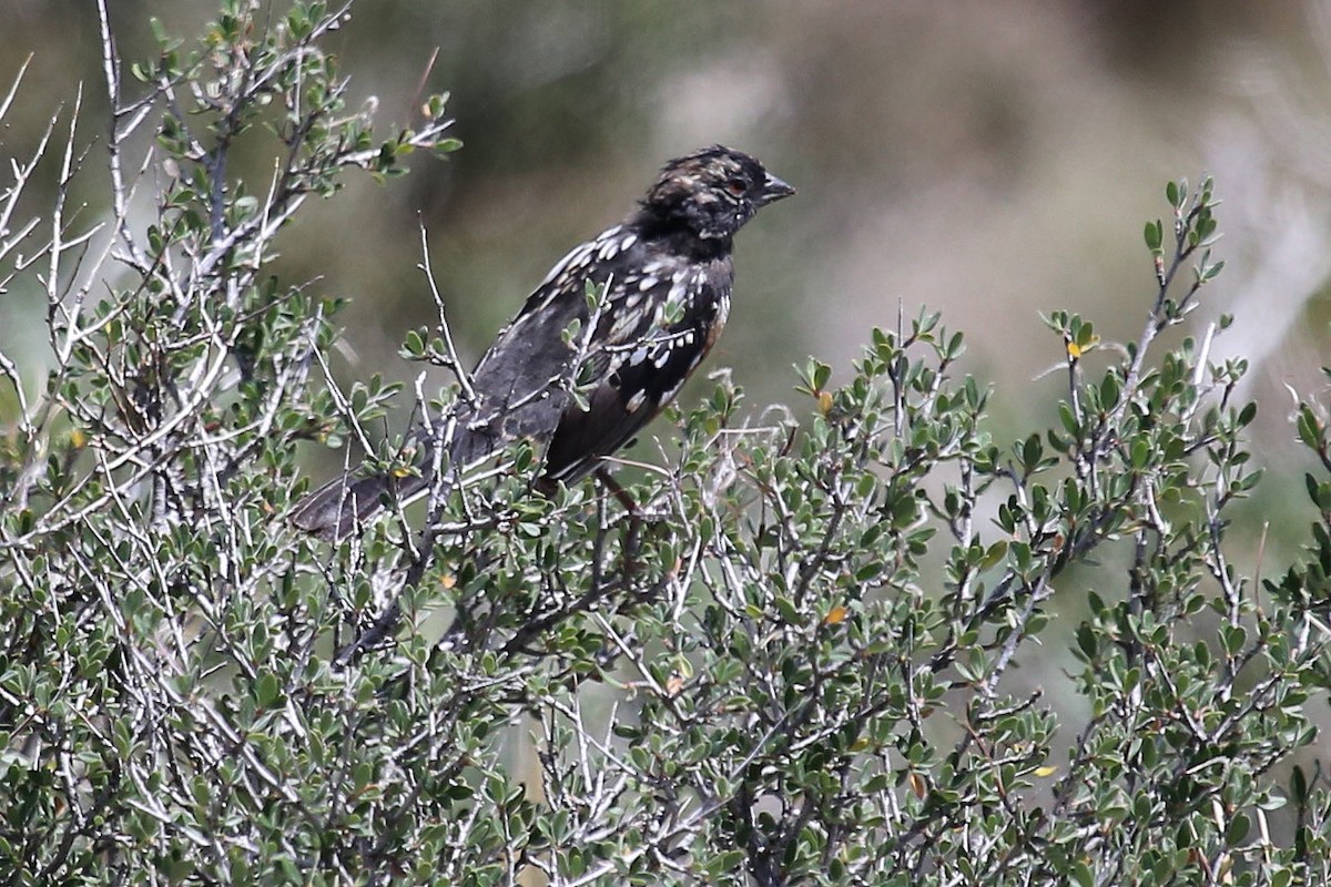 Spotted Towhee - ML595234391