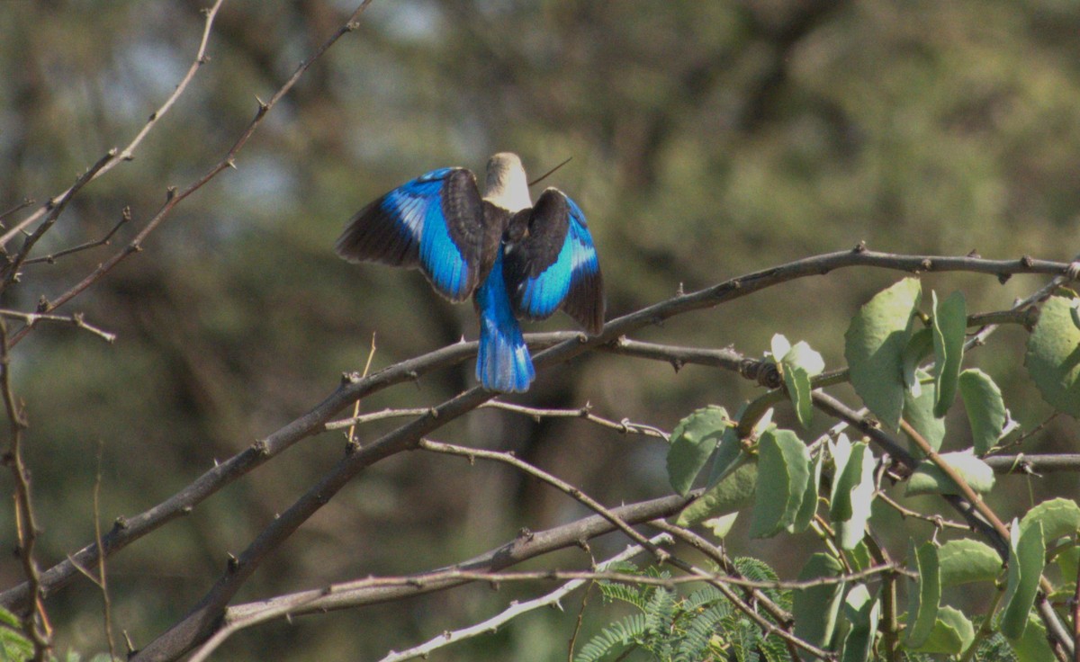 Gray-headed Kingfisher - ML595238241