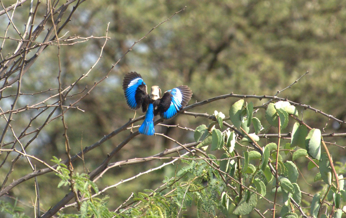 Gray-headed Kingfisher - ML595238251