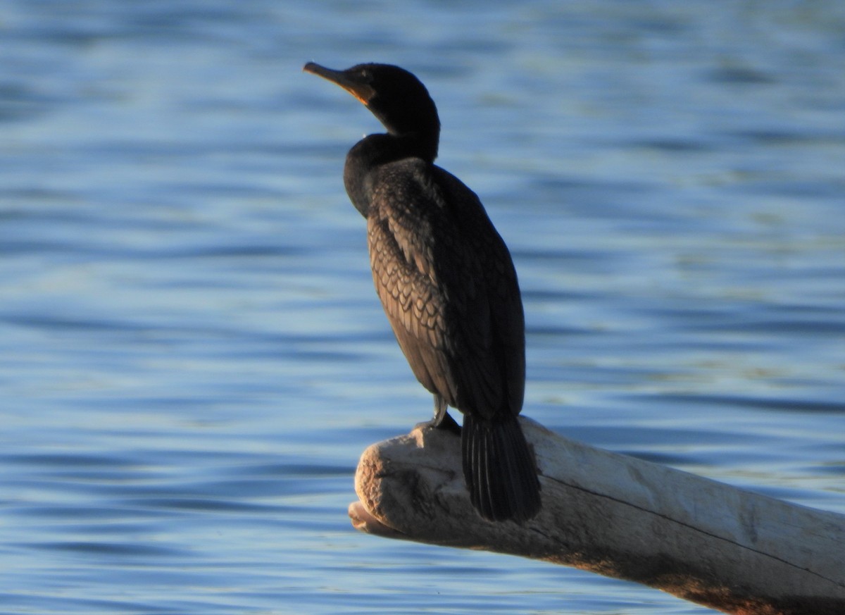 Double-crested Cormorant - ML595239351