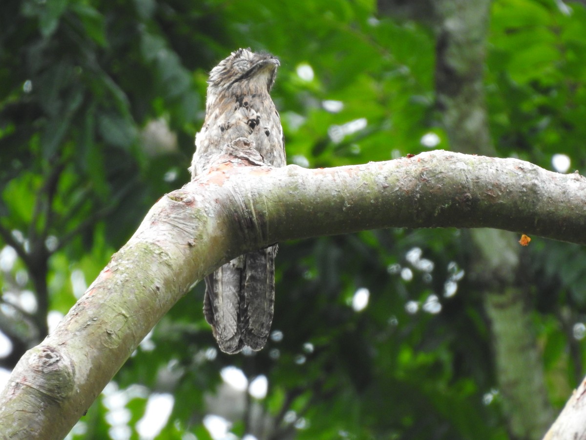 Common Potoo - ML595239741