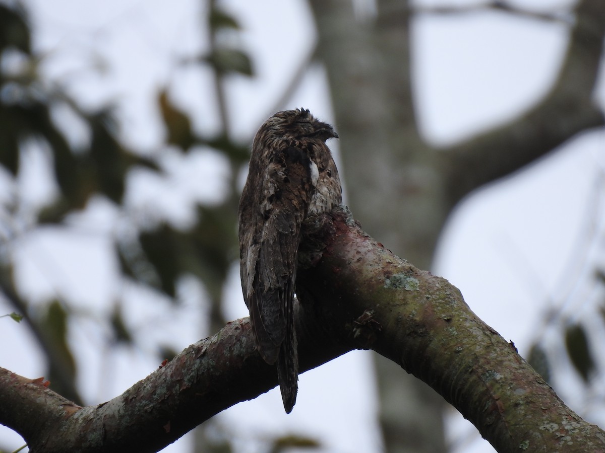 Common Potoo - ML595239751