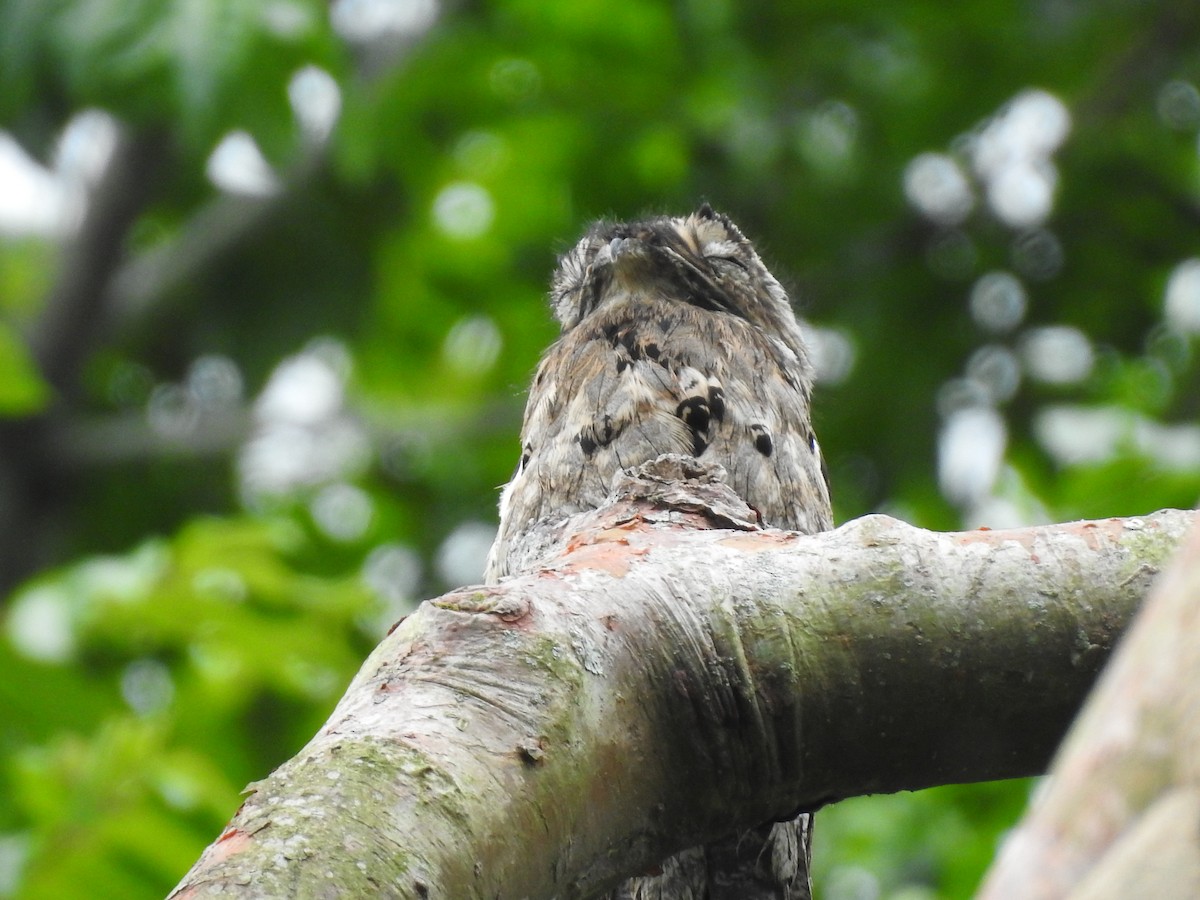 Common Potoo - ML595239761