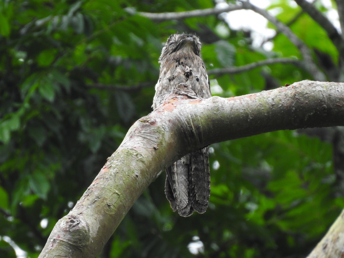 Common Potoo - ML595239771