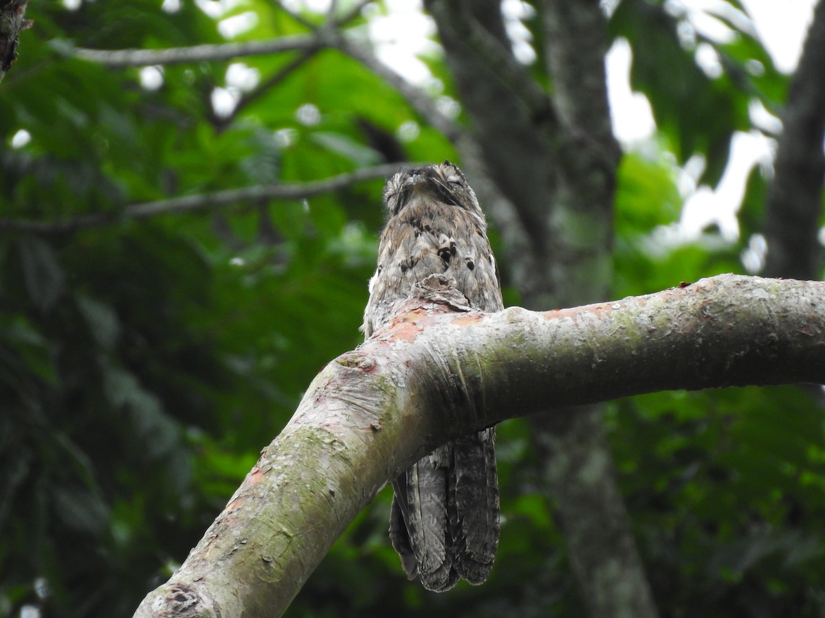 Common Potoo - ML595239781