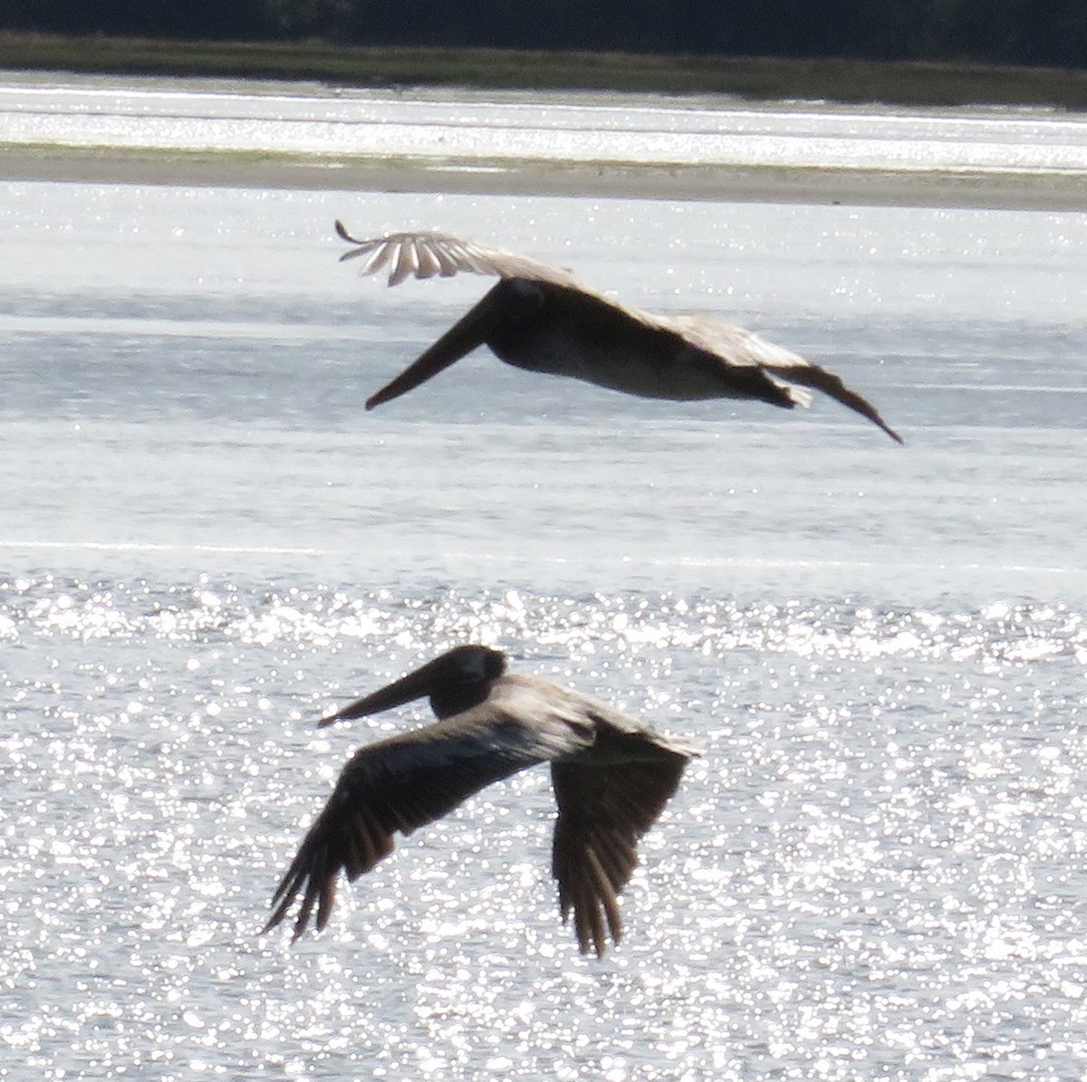 Brown Pelican - Sarah Johnson