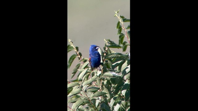 גבתאי כחול - ML595242101