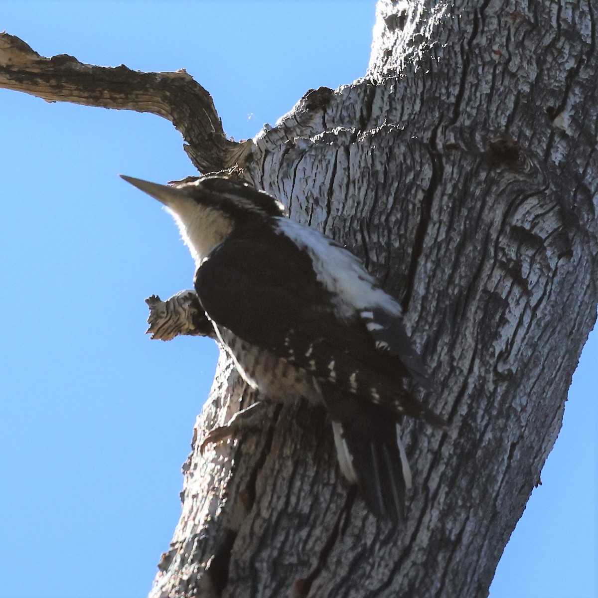 American Three-toed Woodpecker - ML595242151