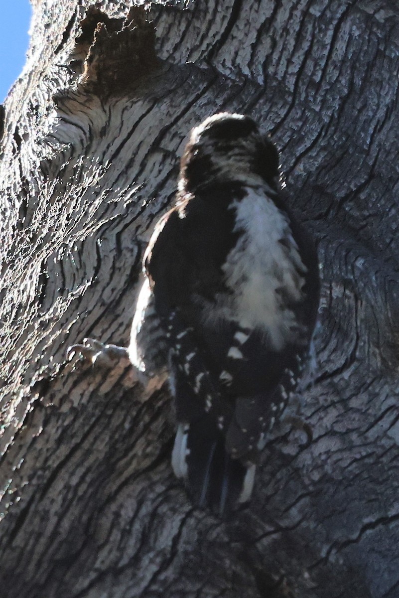 American Three-toed Woodpecker - ML595242261