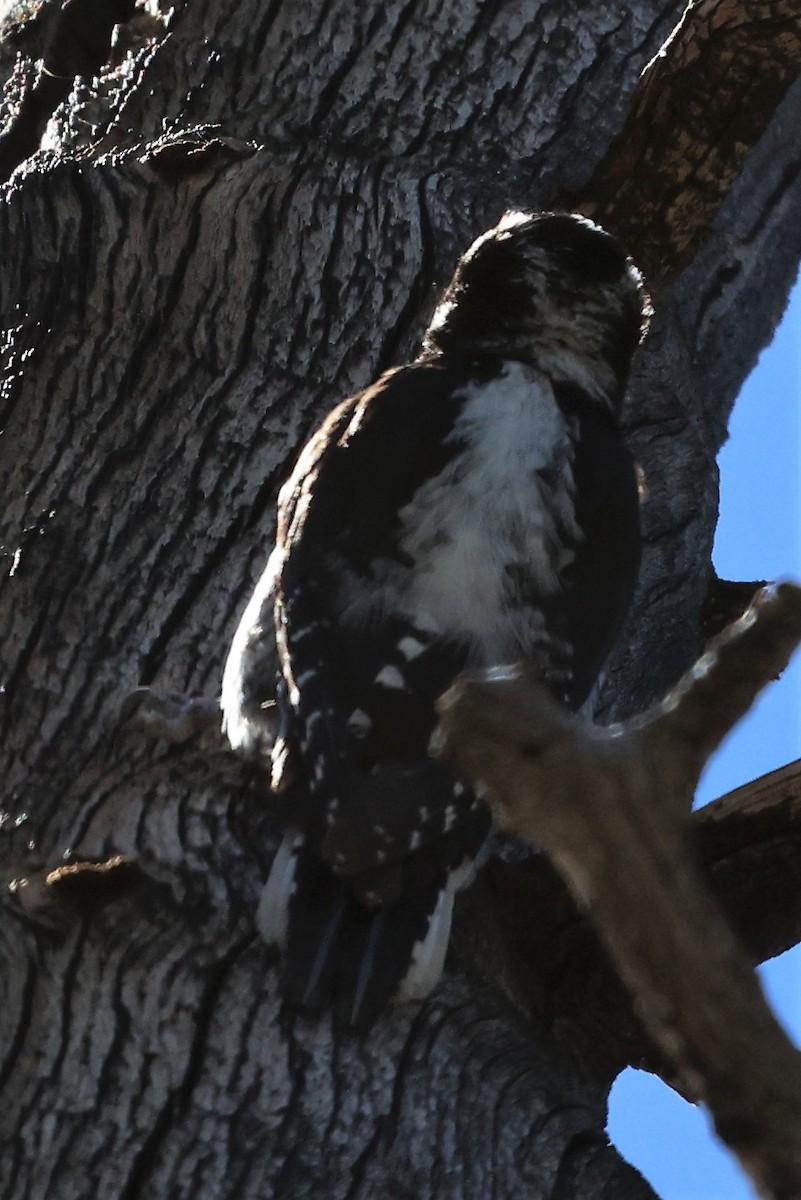 American Three-toed Woodpecker - ML595242271