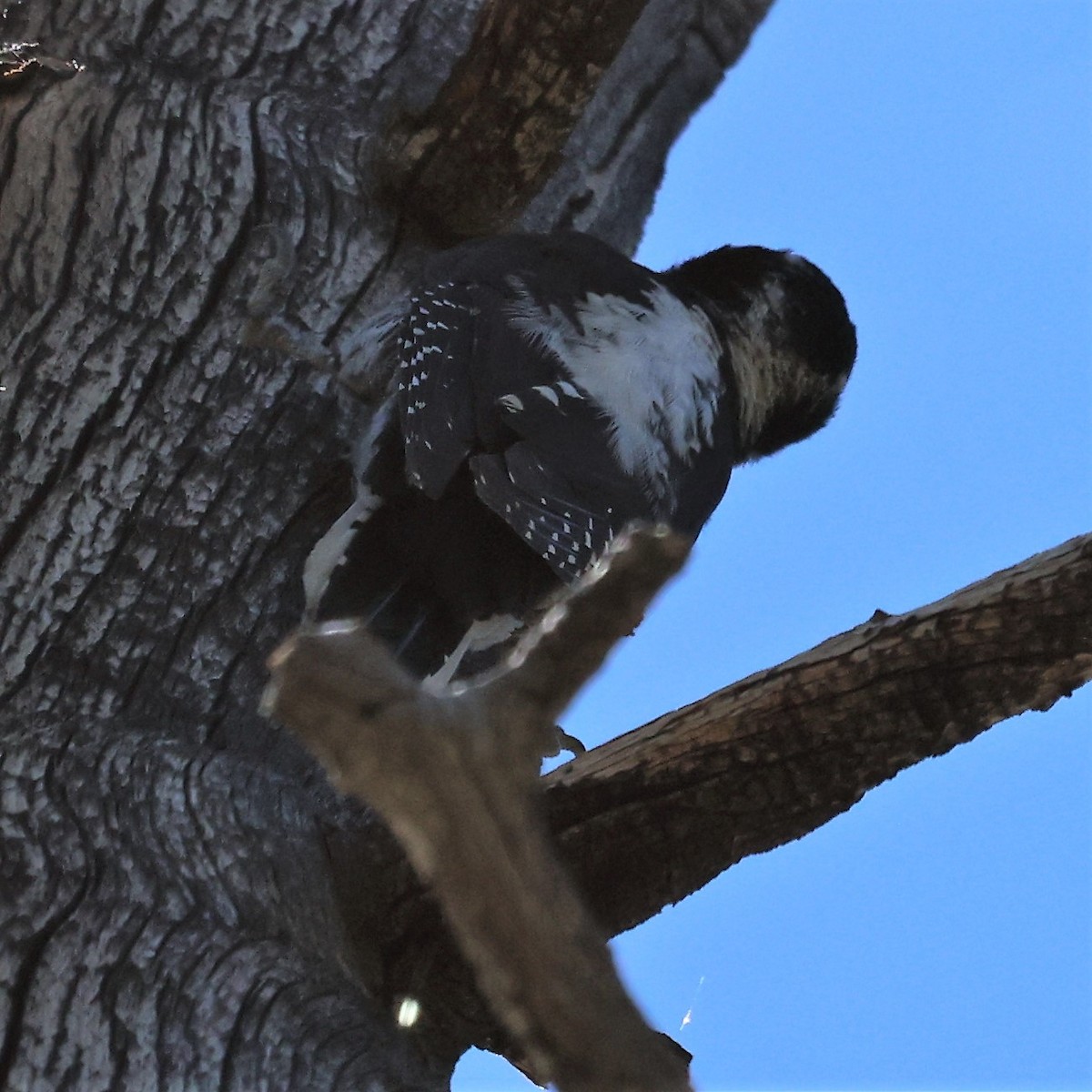 American Three-toed Woodpecker - Linda Gettier