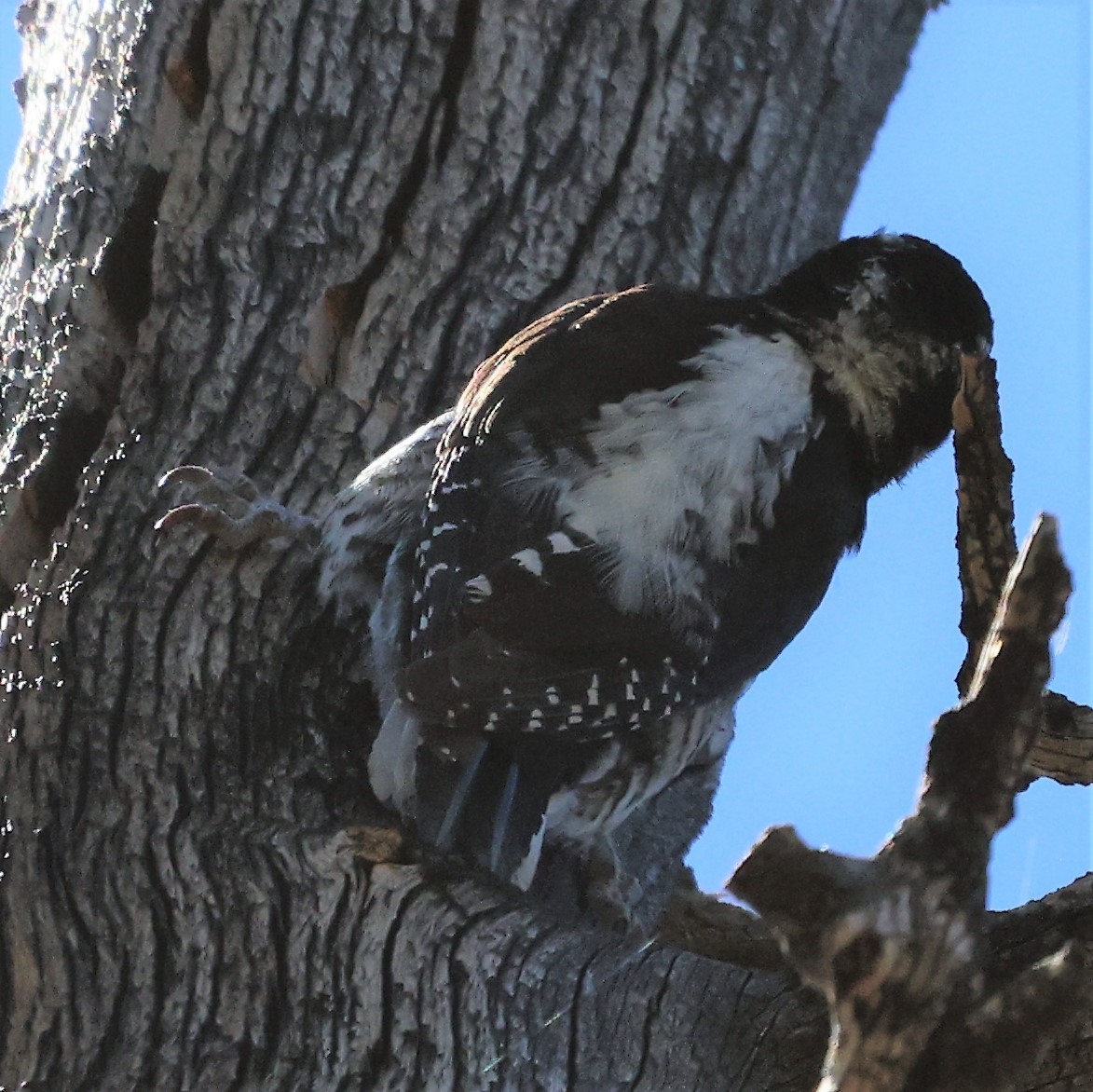 American Three-toed Woodpecker - Linda Gettier