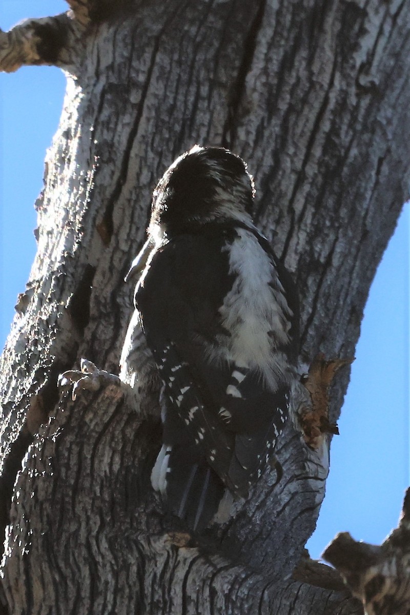 American Three-toed Woodpecker - ML595242311