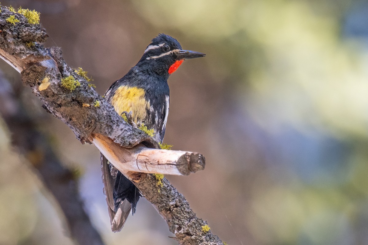 Williamson's Sapsucker - ML595244441