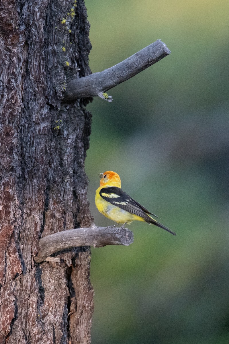 Western Tanager - ML595244731