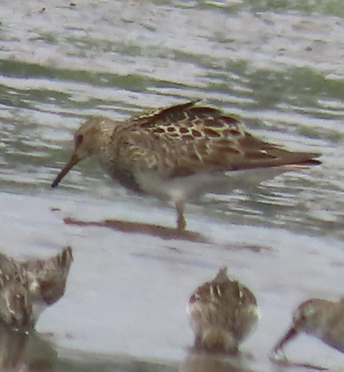 Pectoral Sandpiper - ML595246651