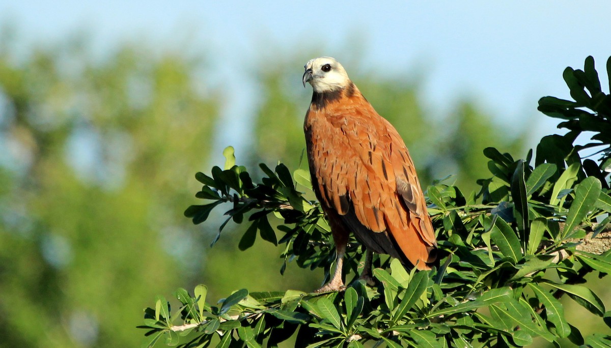 Black-collared Hawk - ML595246951