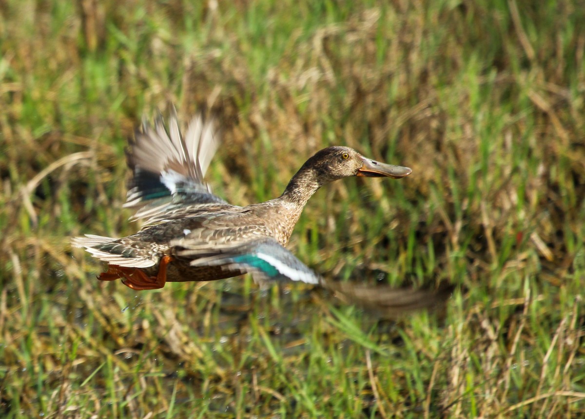 Northern Shoveler - ML595247621