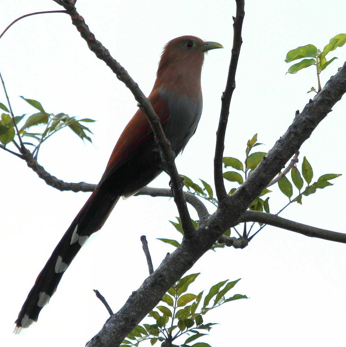 Squirrel Cuckoo - Rolando Chávez