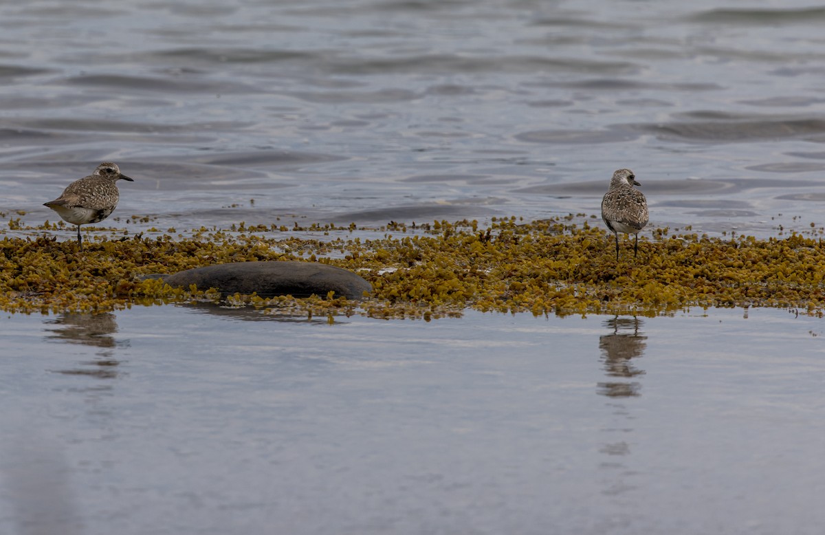 Black-bellied Plover - Michael Millner