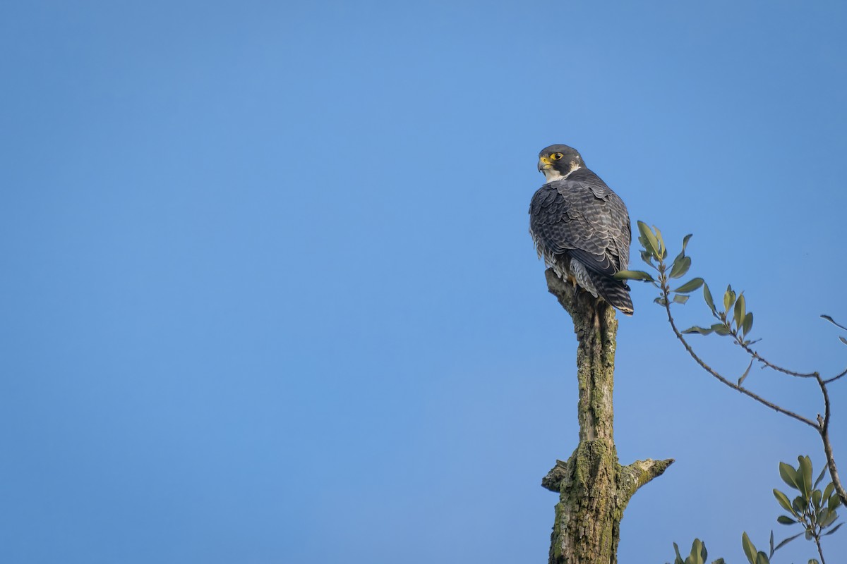 Halcón Peregrino - ML595248391