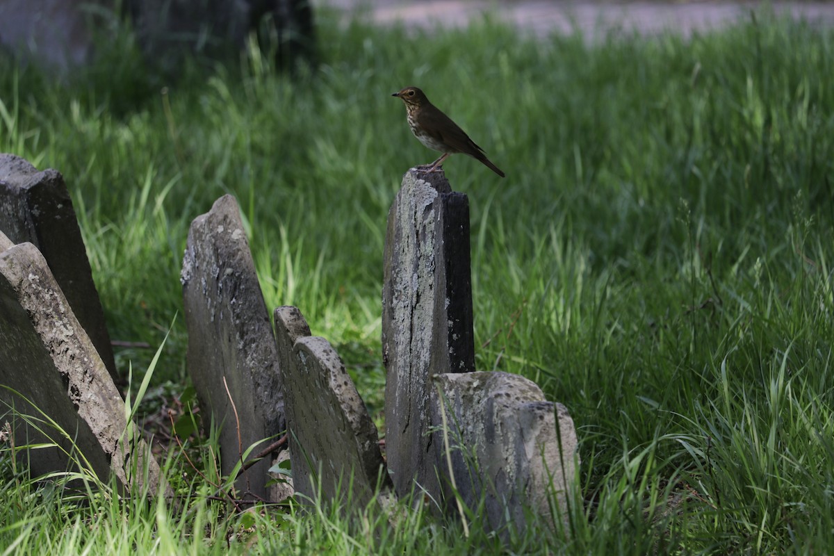 Swainson's Thrush - ML59525021