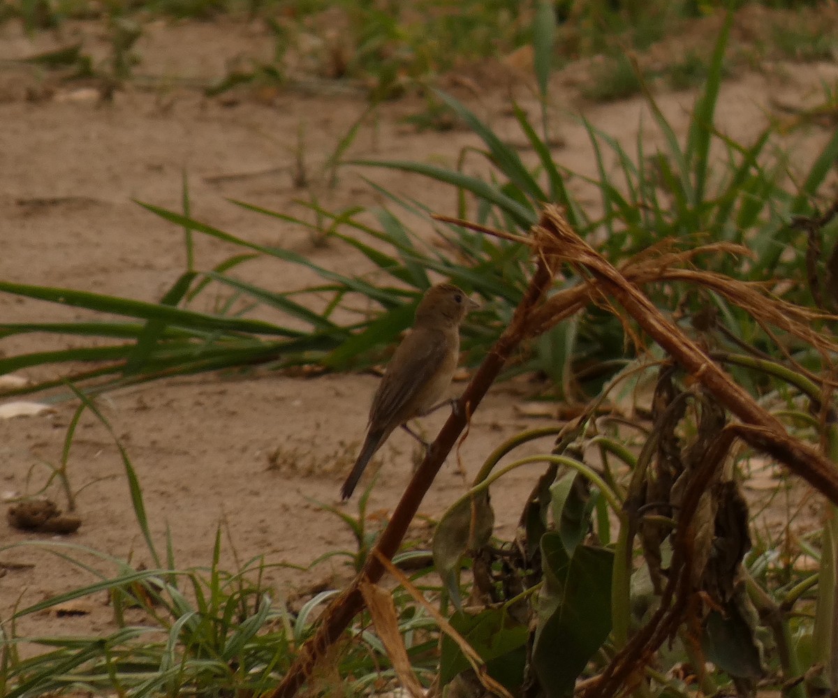 Varied Bunting - ML595250911