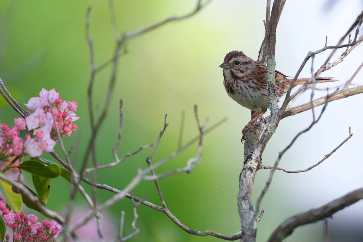 Song Sparrow - Nick Hawvermale