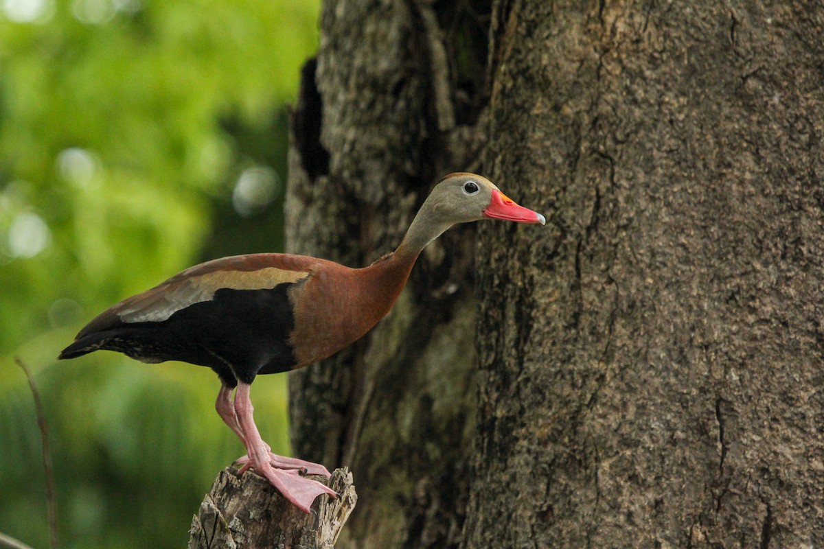 Black-bellied Whistling-Duck - ML595251371