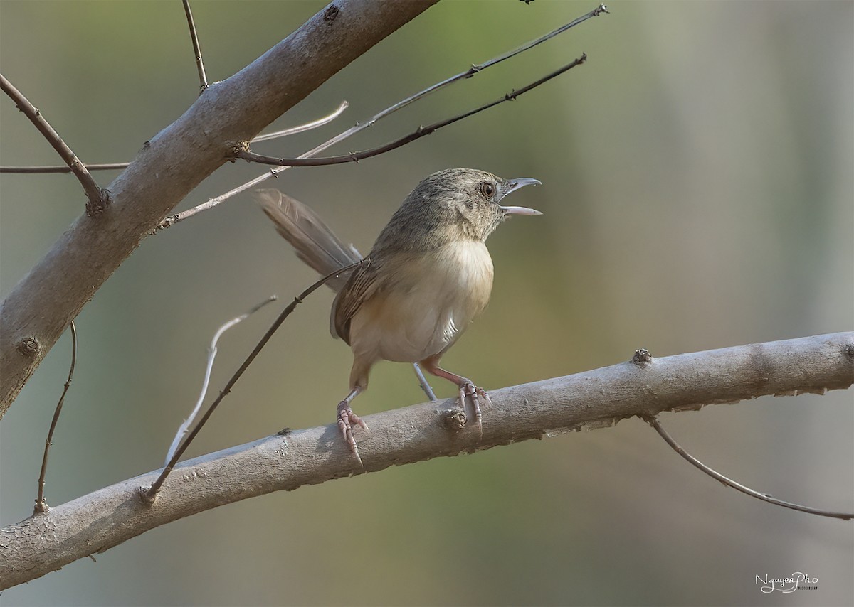 Annam Prinia - ML595252581