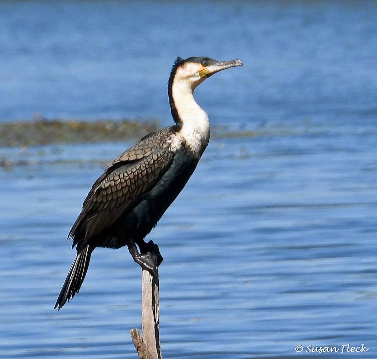 Great Cormorant - ML595253561