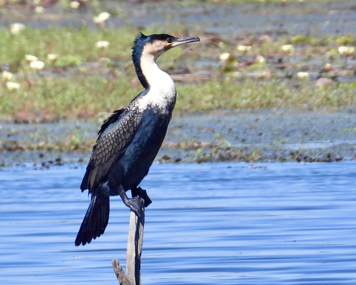 Great Cormorant - ML595253571