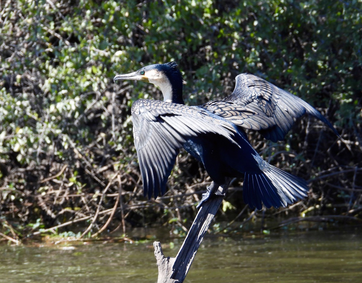 Great Cormorant - ML595253591