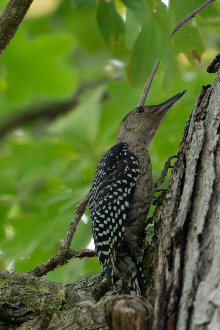 Red-bellied Woodpecker - ML595253671