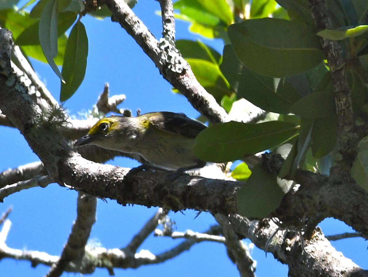 White-eyed Vireo - Suzanne Zuckerman