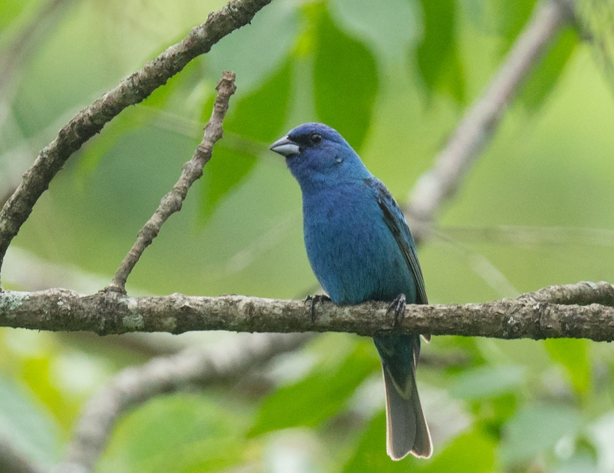 Passerin indigo - ML595254701