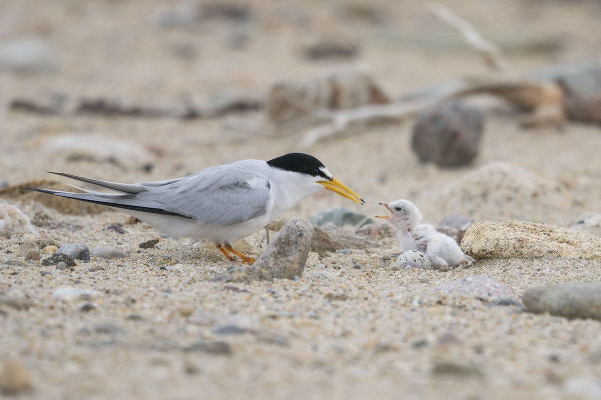 Least Tern - ML595254941