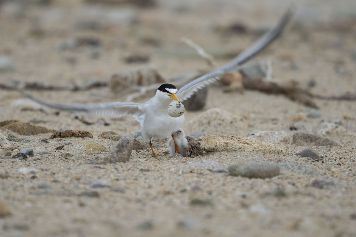 Least Tern - ML595254951