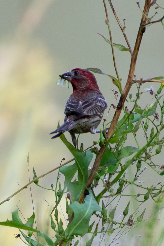House Finch - ML595255861