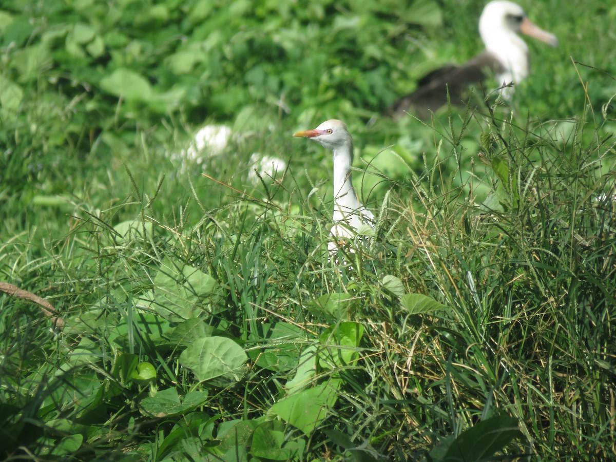 Western/Eastern Cattle-Egret - ML595255951