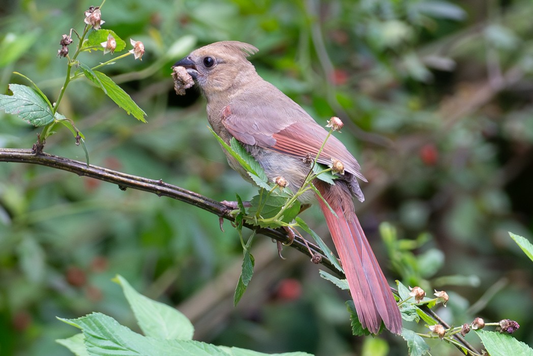 Northern Cardinal - ML595256601