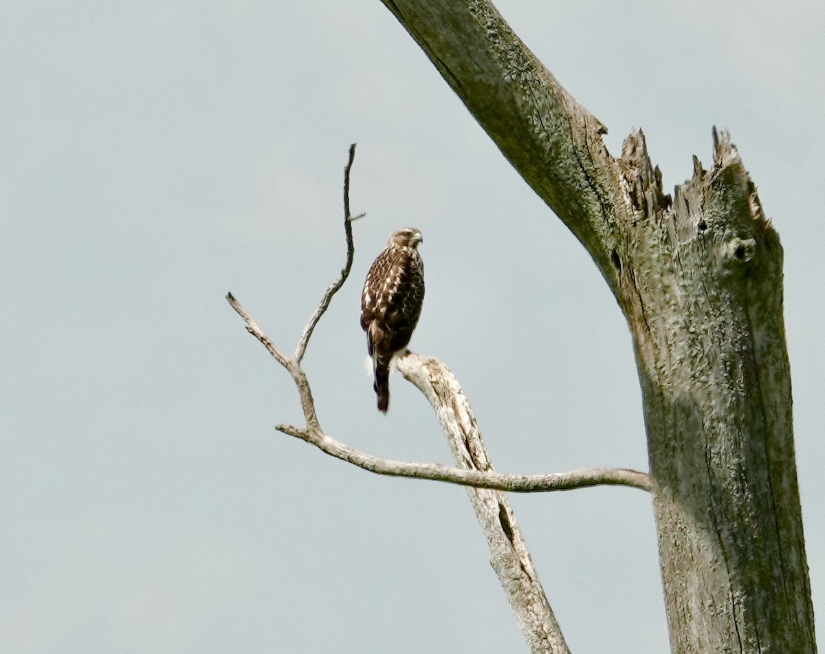 Red-shouldered Hawk - ML595256701