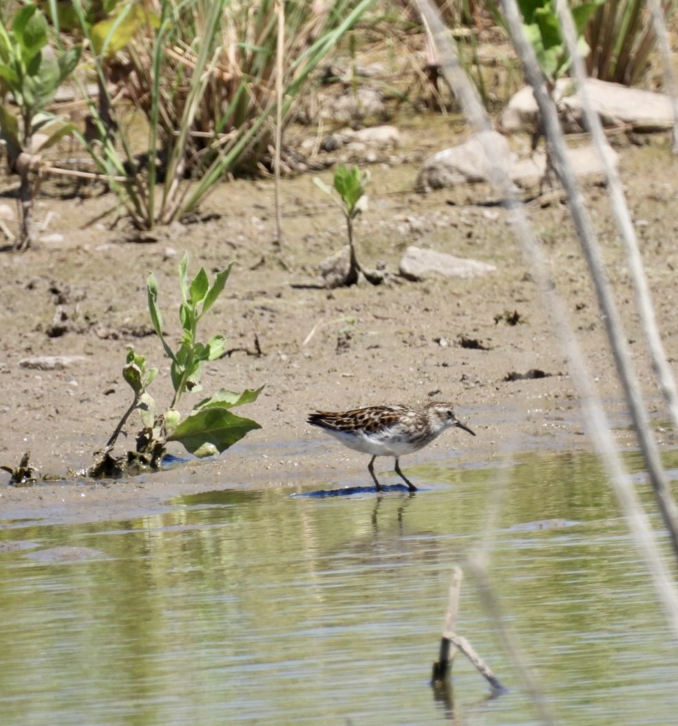 Least Sandpiper - Christopher Daniels