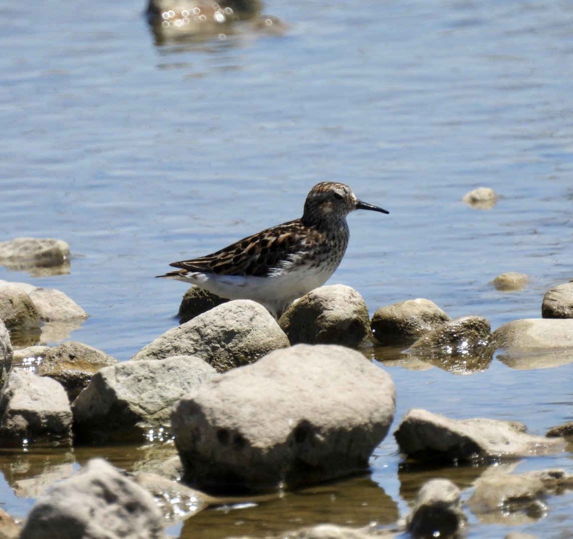 Least Sandpiper - ML595259011