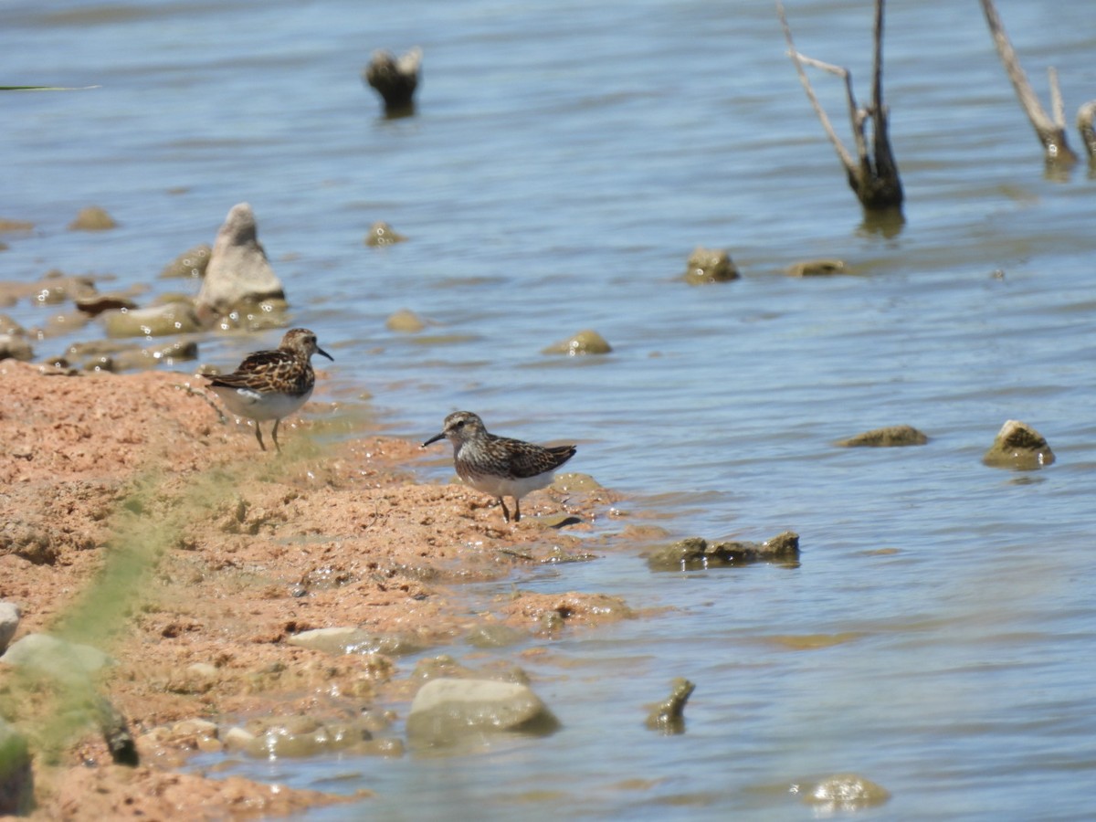 Least Sandpiper - ML595259021