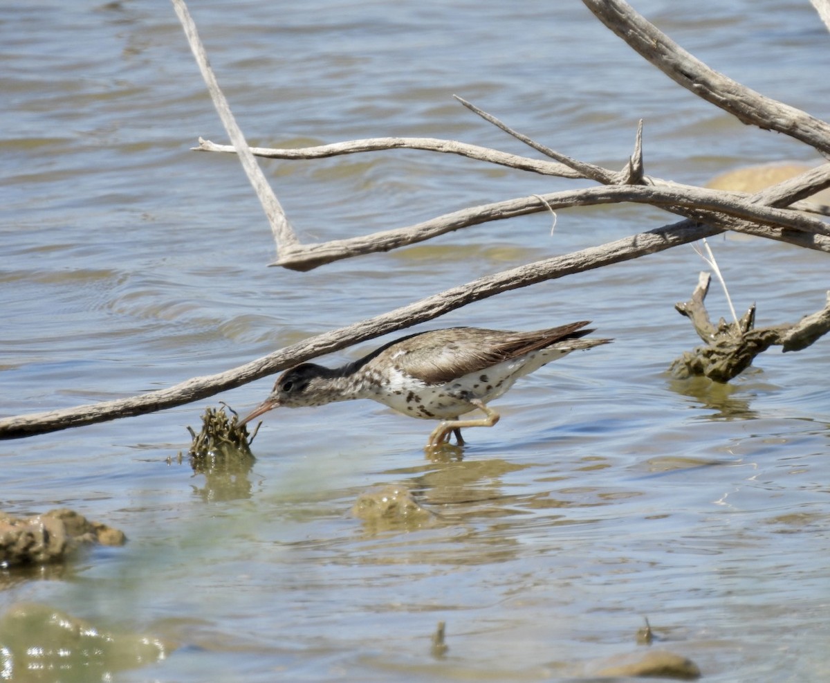 Spotted Sandpiper - ML595259171