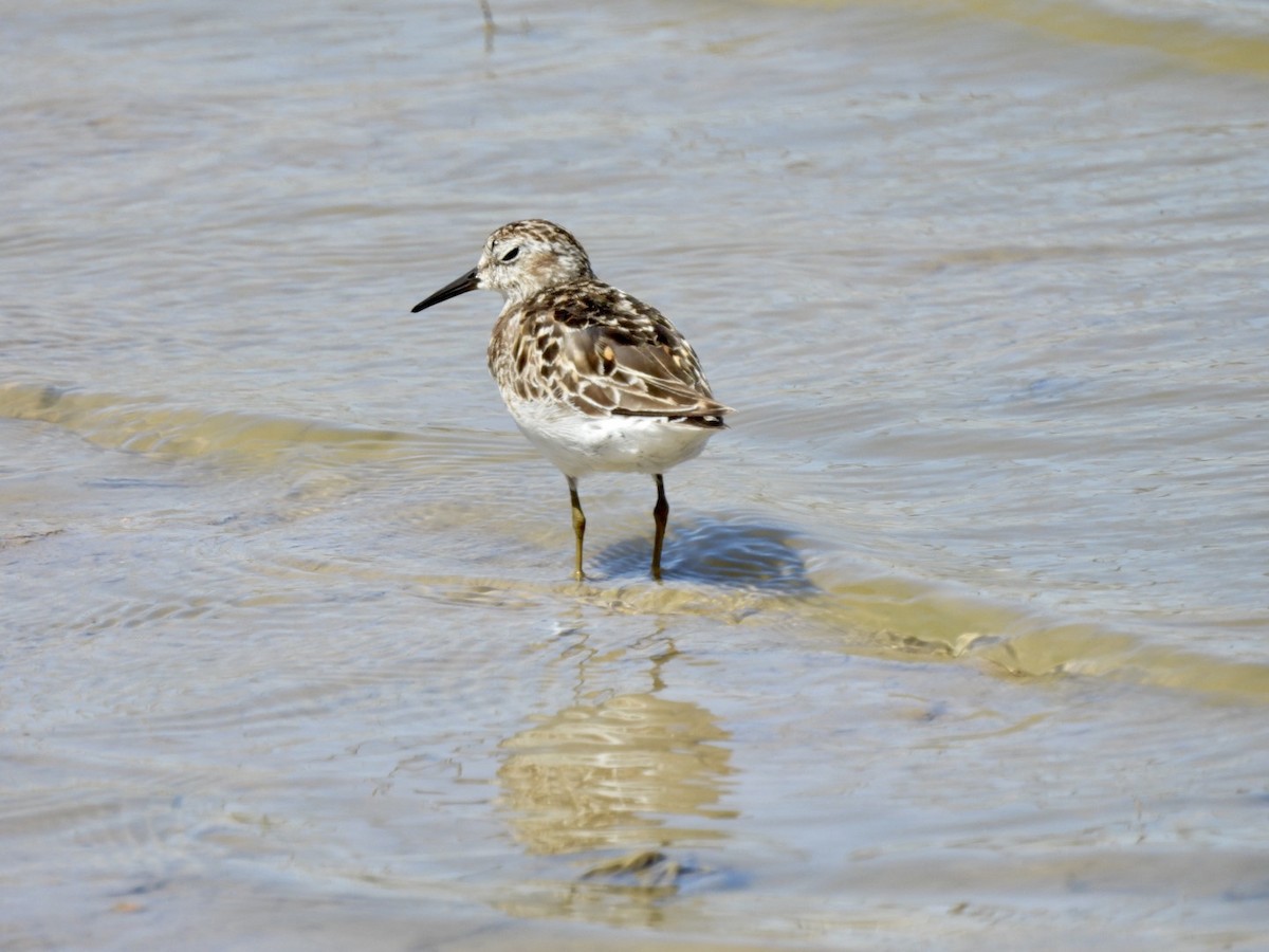 Least Sandpiper - ML595259201