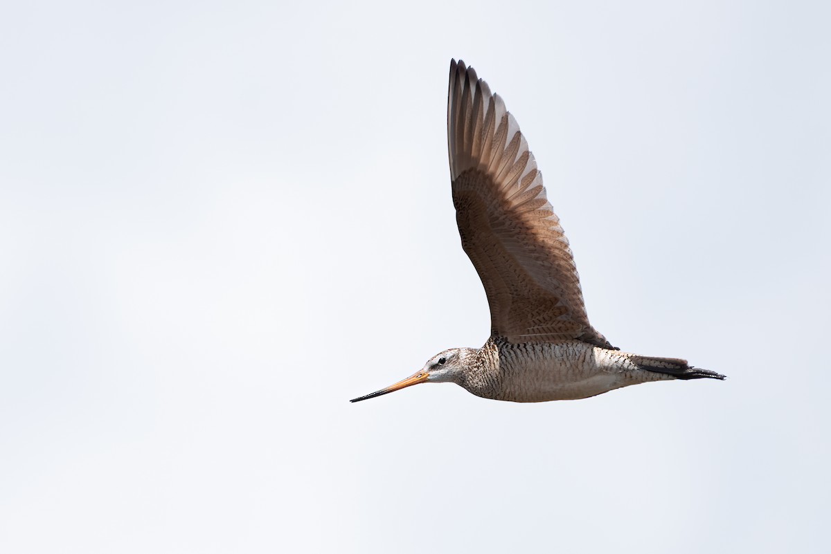 Marbled Godwit - ML595260111