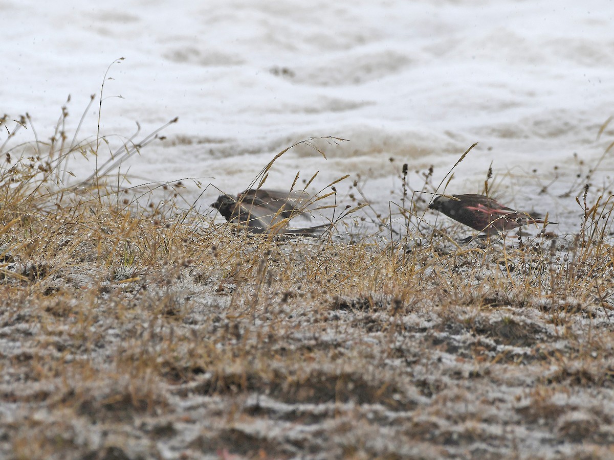 Black Rosy-Finch - Joel McNeal