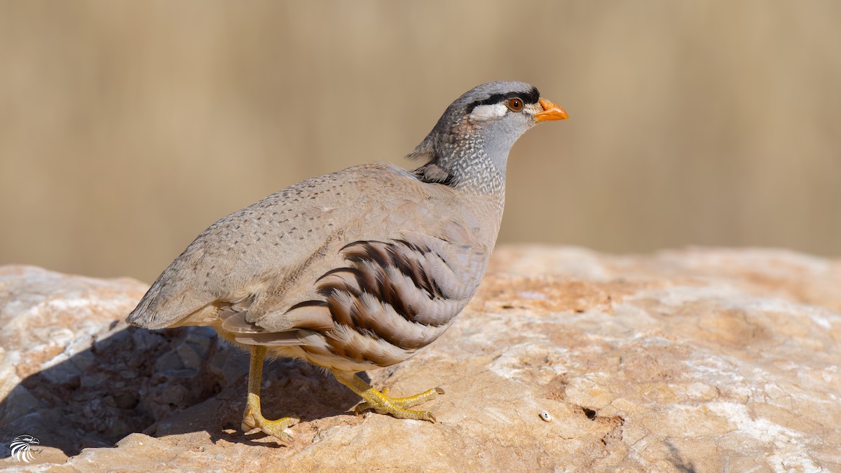 See-see Partridge - Ferit Başbuğ
